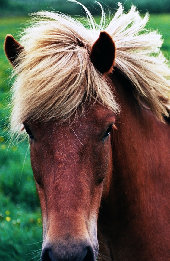 icelandic pony thingvellir